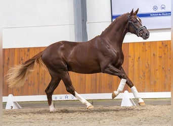 Oldenbourg, Étalon, 2 Ans, Alezan