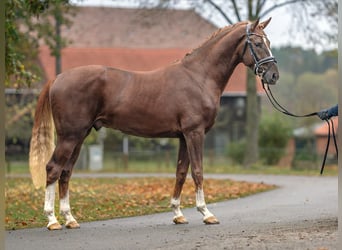 Oldenbourg, Étalon, 2 Ans, Alezan