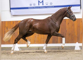 Oldenbourg, Étalon, 2 Ans, Alezan