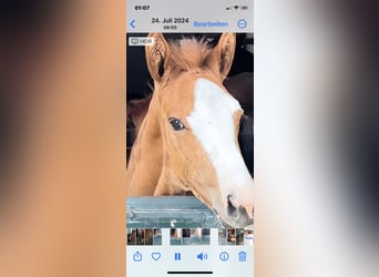 Oldenbourg, Étalon, 2 Ans, Alezan