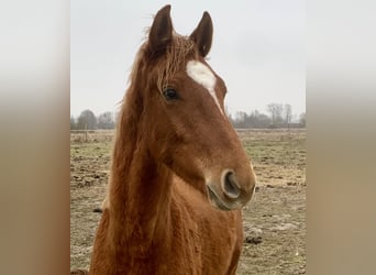 Oldenbourg, Étalon, 2 Ans, Alezan