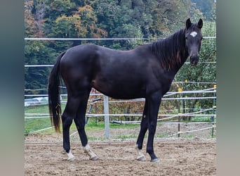 Oldenbourg, Étalon, 2 Ans, Bai brun foncé
