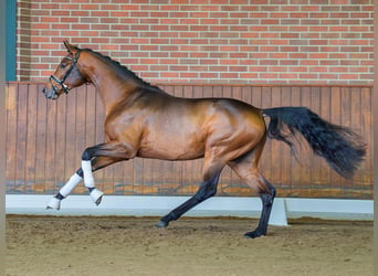 Oldenbourg, Étalon, 2 Ans, Bai