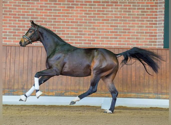 Oldenbourg, Étalon, 2 Ans, Bai