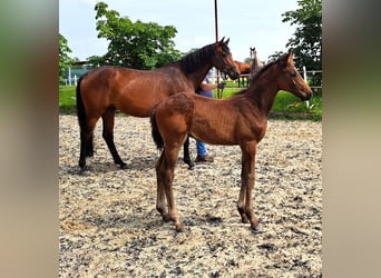 Oldenbourg, Étalon, 2 Ans, Bai