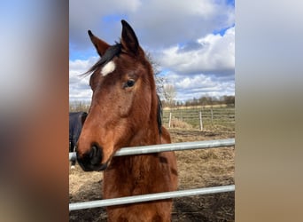 Oldenbourg, Étalon, 2 Ans, Bai