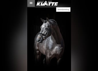 Oldenbourg, Étalon, 2 Ans, Bai