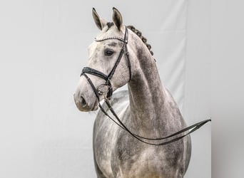 Oldenbourg, Étalon, 2 Ans, Gris