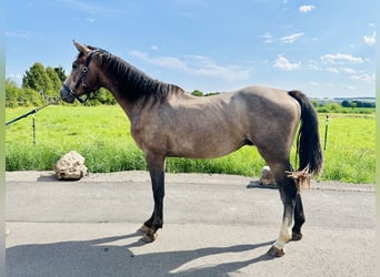 Oldenbourg, Étalon, 2 Ans, Gris