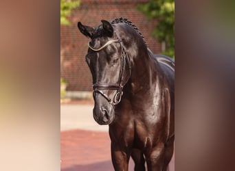 Oldenbourg, Étalon, 2 Ans, Noir