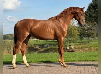 Oldenbourg, Étalon, 3 Ans, 162 cm, Alezan