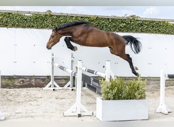 Oldenbourg, Étalon, 3 Ans, 162 cm, Bai