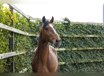 Oldenbourg, Étalon, 3 Ans, 162 cm, Bai