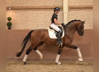 Oldenbourg, Étalon, 3 Ans, 163 cm, Bai