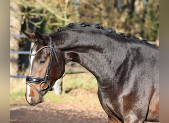 Oldenbourg, Étalon, 3 Ans, 164 cm, Bai brun