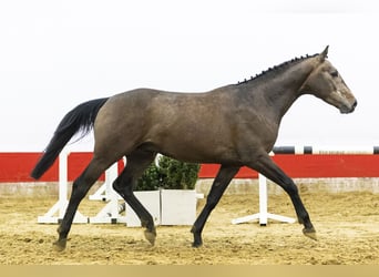 Oldenbourg, Étalon, 3 Ans, 164 cm
