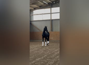 Oldenbourg, Étalon, 3 Ans, 165 cm, Noir