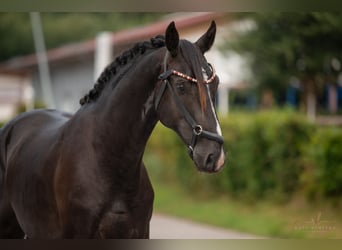 Oldenbourg, Étalon, 3 Ans, 165 cm, Noir