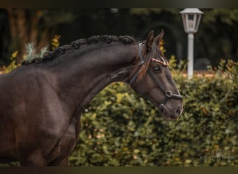 Oldenbourg, Étalon, 3 Ans, 165 cm, Noir