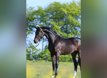 Oldenbourg, Étalon, 3 Ans, 167 cm, Bai cerise