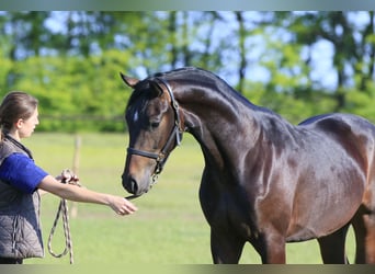 Oldenbourg, Étalon, 3 Ans, 167 cm, Bai cerise