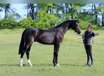 Oldenbourg, Étalon, 3 Ans, 167 cm, Bai cerise