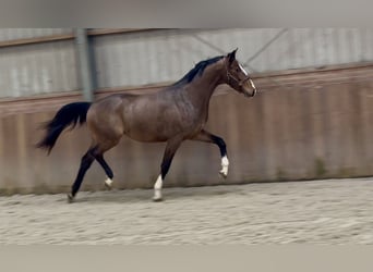 Oldenbourg, Étalon, 3 Ans, 167 cm, Bai