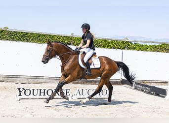 Oldenbourg, Étalon, 3 Ans, 167 cm, Bai