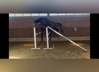 Oldenbourg, Étalon, 3 Ans, 167 cm, Gris pommelé