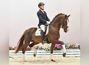 Oldenbourg, Étalon, 3 Ans, 169 cm, Alezan brûlé