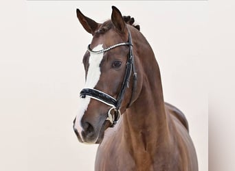 Oldenbourg, Étalon, 3 Ans, 169 cm, Alezan brûlé