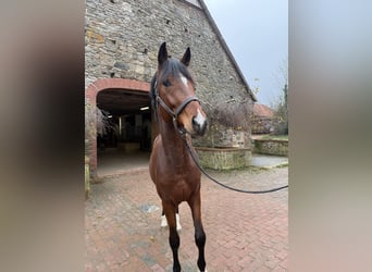 Oldenbourg, Étalon, 3 Ans, 169 cm, Bai