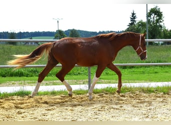 Oldenbourg, Étalon, 3 Ans, 170 cm, Alezan brûlé