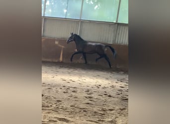 Oldenbourg, Étalon, 3 Ans, 170 cm, Bai brun