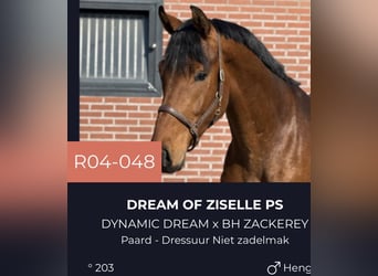 Oldenbourg, Étalon, 3 Ans, 170 cm, Bai