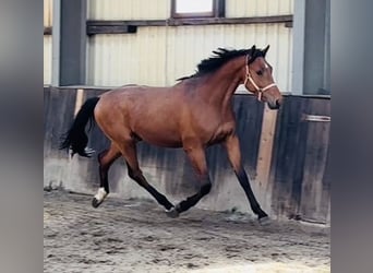Oldenbourg, Étalon, 3 Ans, 170 cm, Bai