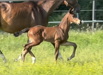 Oldenbourg, Étalon, 3 Ans, 170 cm, Bai