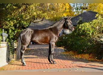 Oldenbourg, Étalon, 3 Ans, 170 cm, Noir