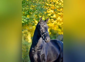 Oldenbourg, Étalon, 3 Ans, 170 cm, Noir