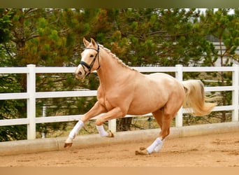 Oldenbourg, Étalon, 3 Ans, 172 cm, Palomino