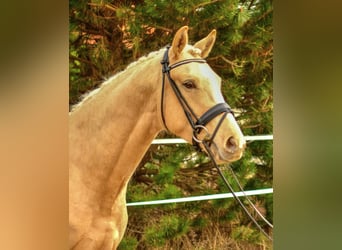 Oldenbourg, Étalon, 3 Ans, 172 cm, Palomino