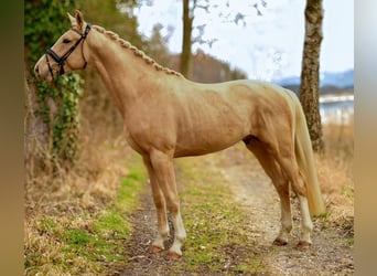 Oldenbourg, Étalon, 3 Ans, 172 cm, Palomino