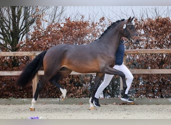 Oldenbourg, Étalon, 3 Ans, 173 cm, Bai cerise