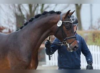 Oldenbourg, Étalon, 3 Ans, 173 cm, Bai cerise