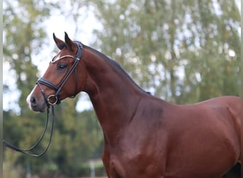 Oldenbourg, Étalon, 3 Ans, 173 cm, Bai
