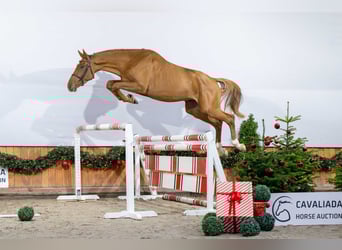 Oldenbourg, Étalon, 3 Ans, Alezan