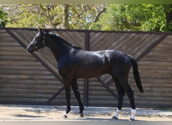 Oldenbourg, Étalon, 3 Ans