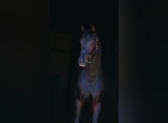 Oldenbourg, Étalon, 3 Ans