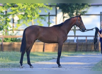 Oldenbourg, Étalon, 3 Ans