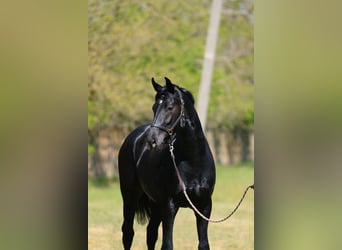 Oldenbourg, Étalon, 3 Ans